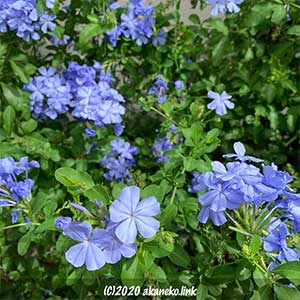 ルリマツリの青い花