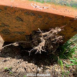 倒れた植木鉢から覗くロシアンオリーブの根