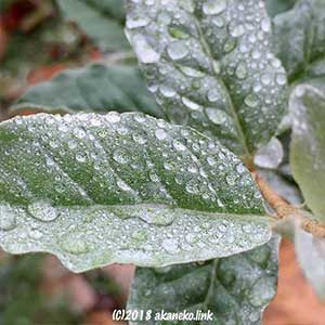 雨に濡れるロシアンオリーブの葉