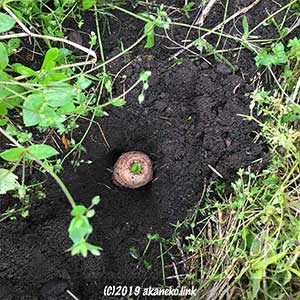 芽の出た里芋を地面に踊る
