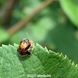 セモンジンガサハムシ