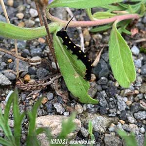 セスジスズメの幼虫