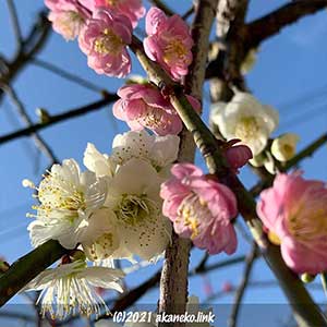 白と桃色の枝垂れ梅の花