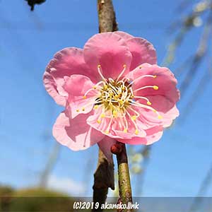 桃色の枝垂れ梅の花