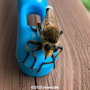 強面風のオスのシオヤアブ