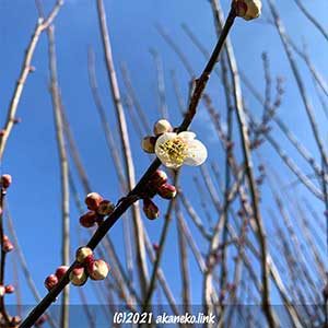梅の開花
