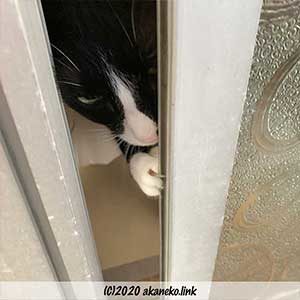 サッシを開けるハチワレ猫