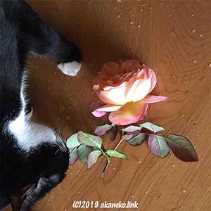 花瓶から落ちたバラを嗅ぐ猫