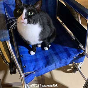 人間の車椅子に座ったハチワレ猫
