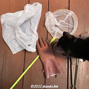 虫網と手袋とナイロン袋と猫