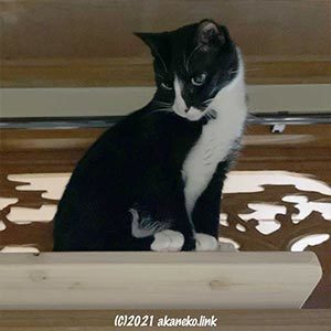 キャットウォークと猫