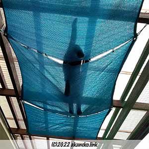 オーニングを歩く猫