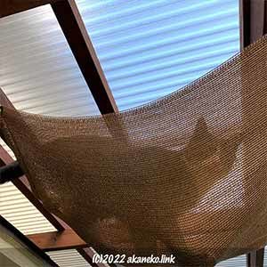 オーニングを歩くハチワレ猫