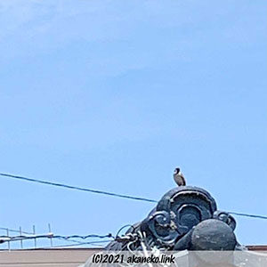 屋根の上にスズメが1匹