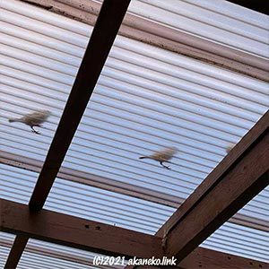 ポリカ屋根の上にスズメ