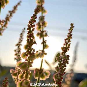 夕陽に輝くスイバの花