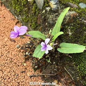敷板とコンクリートの隙間のすみれの花