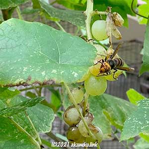 葡萄の実にやってきたスズメバチ