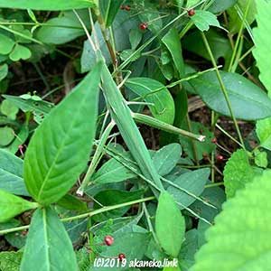 草叢のショウリョウバッタ