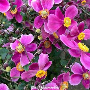 濃いピンクの秋明菊