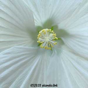 タイタンビカス・エルフの花芯