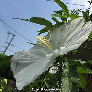 タイタンビカス・エルフの白い花