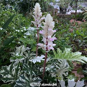 アカンサスモリス・タスマニアエンジェルの白い花穂