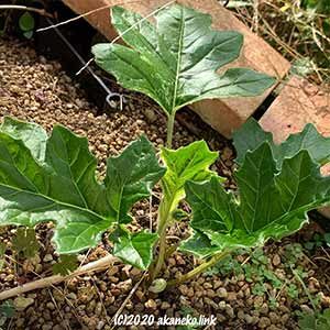 アカンサスモリス・タスマニアエンジェル