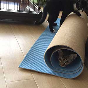 丸めたカーペットで遊ぶ2匹の子猫