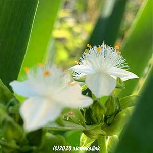 トキハ ツユクサの白い花