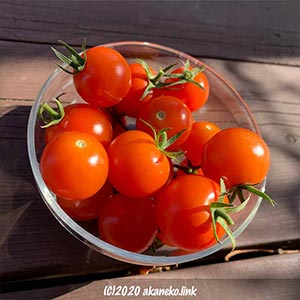 収穫したプチトマト