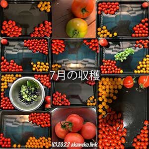 水耕栽培ミニトマト7月の収穫