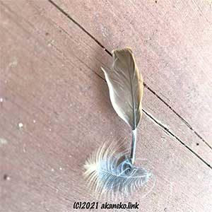 小鳥の羽が落ちていた