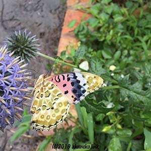 ルリタマアザミにやってきたツマグロヒョウモン