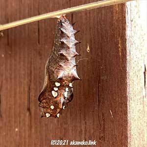 ツマグロヒョウモンの蛹