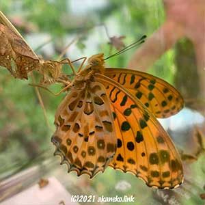 ツマグロヒョウモンの羽化