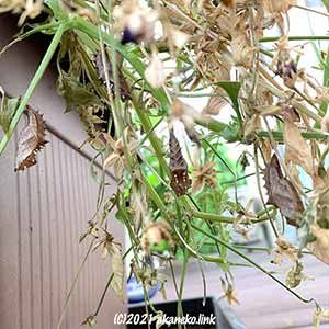 枯れかけのパンジーにツマグロヒョウモンの蛹がいっぱい