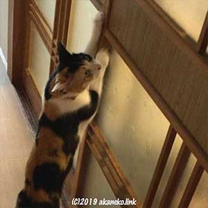 建具で爪を研ぐ三毛猫