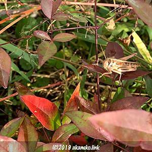 ナンテンの葉上のツチイナゴ