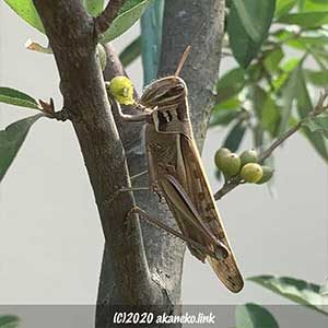 ロシアンオリーブの実をかじるツチイナゴ