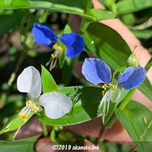 白と水色と青のツユクサ