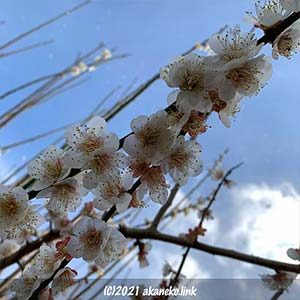 満開の白梅の枝