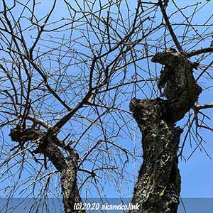 芽吹き前の枝垂れ梅の古木