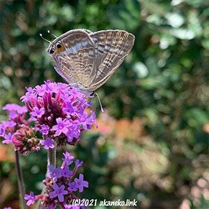 バーベナとウラナミシジミ