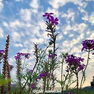 夕暮れ空とバーベナ