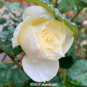 雨に濡れる白薔薇