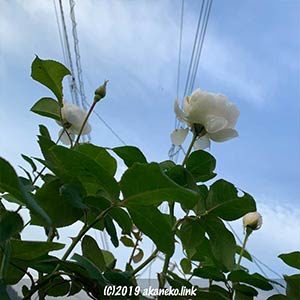 空に向かって咲く白薔薇