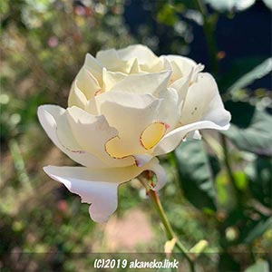 虫食いの白薔薇