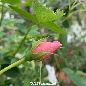 バラ（ウインドフラワー）の蕾