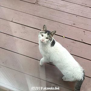 ウッドデッキから見上げる猫